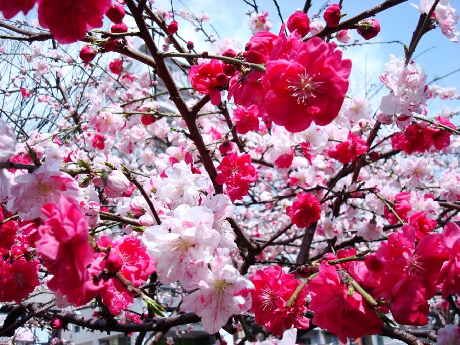 Картинки по запросу цвітіння японського дерева