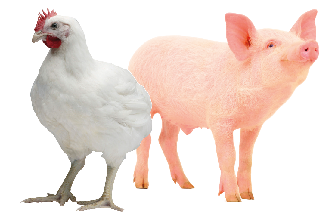 Куриное филе у нас продается по цене свинины или говядины