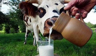 Мифы и реалии молочной отрасли