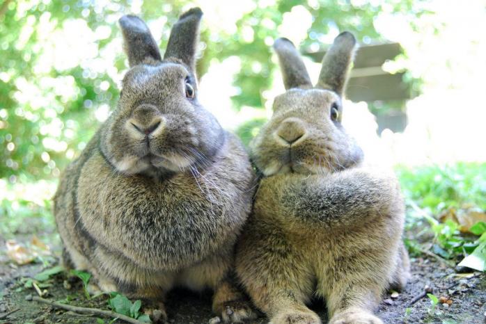МОЗ має намір заборонити випробування косметики на тваринах. Фото: Robobobobo / Flickr