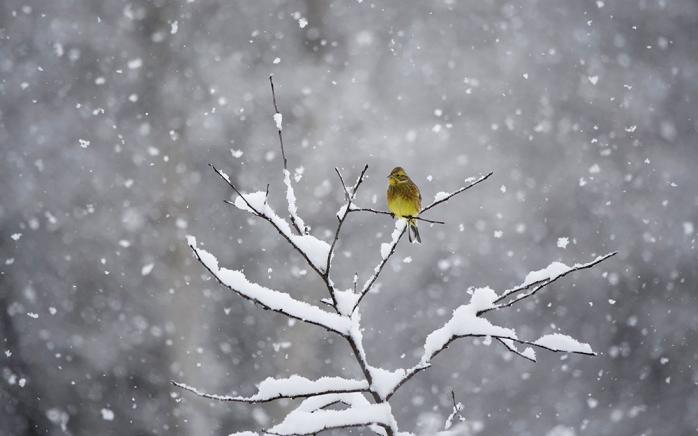 В Украине в ближайшие сутки будет идти снег. Фото: LiveJournal
