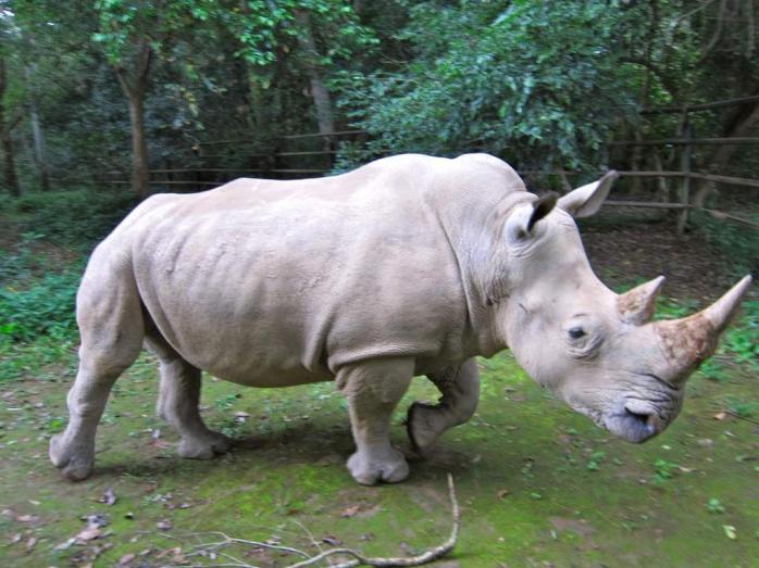 Самець північного білого носорога Судан. Фото: Medialeaks