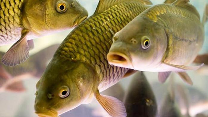 В Украине с 1 апреля начал действовать запрет на вылов рыбы в связи с нерестом (ИНФОГРАФИКА)