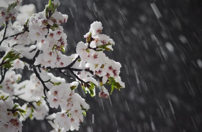 В Японии цветущие сакуры засыпало снегом. Фото: Instagram / septendecim
