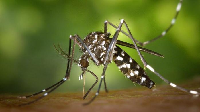 Энтомологи нашли самого большого в мире комара (ФОТО)
