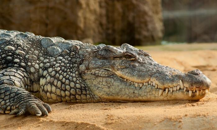 Крокодил. Фото: pixabay.com