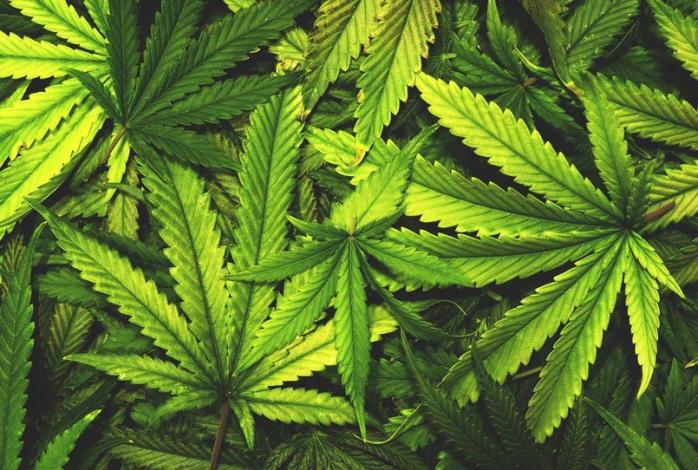 Канада зробила крок до легалізації наркотичної речовини