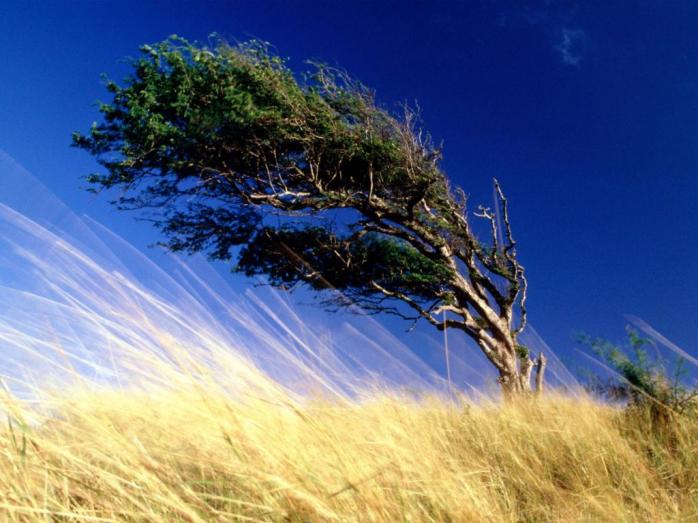 Скорость ветра составит 7–12 метров в секунду, фото «Український інтерес»