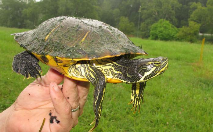 Желтоухая черепаха. Фото: pitomecdoma.ru