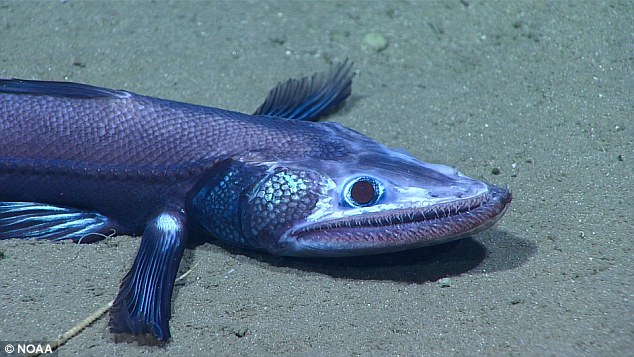Фото: рыба-ящерица. NOAA