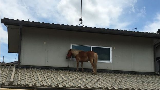Маленький конь провел три дня в заточении на крыше, прежде чем его сняли спасатели, фото: BBC