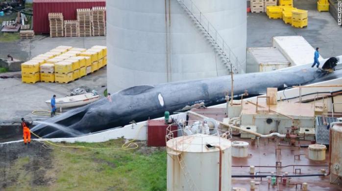 Исландская компания впервые за 40 лет убила гигантского синего кита, находящегося на грани исчезновения (ФОТО) — CNN