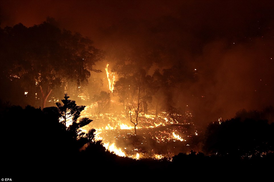 Фото: Лесные пожары в Португалии