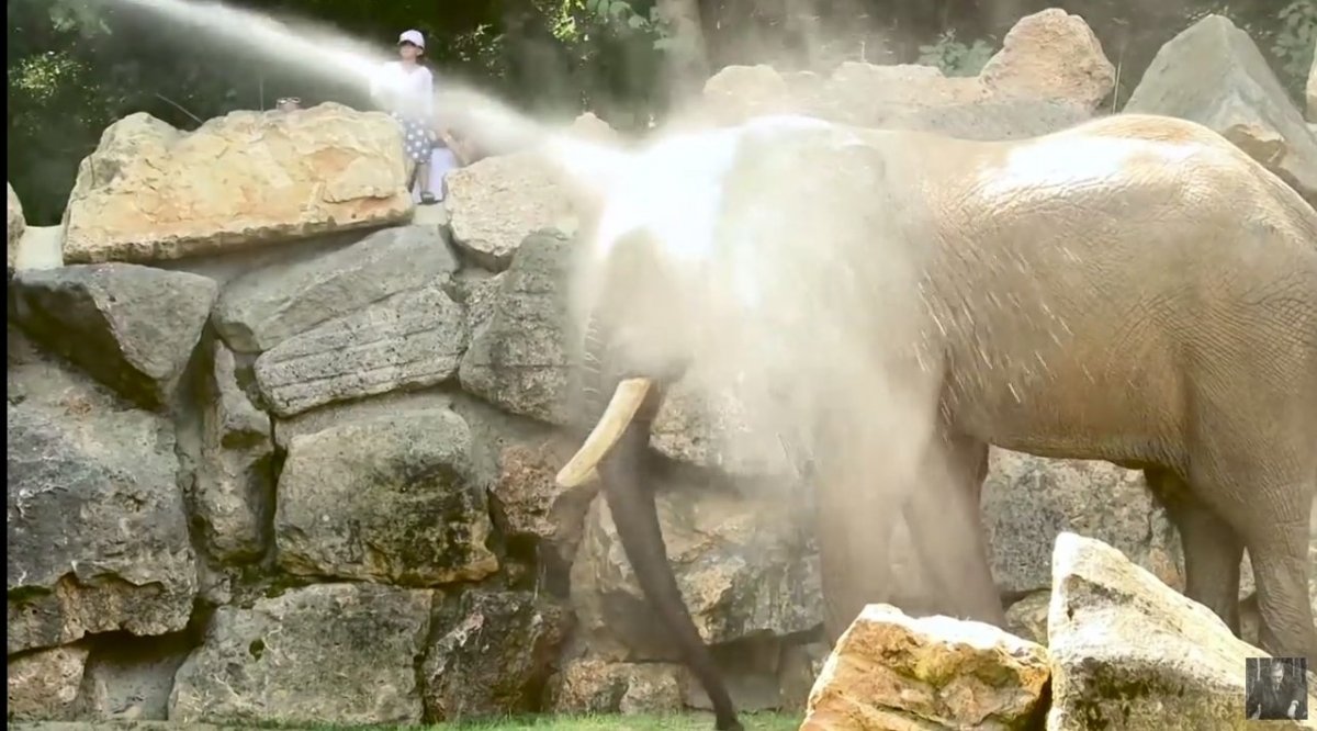 Фото: В Киеве слонам помогают пережить жару