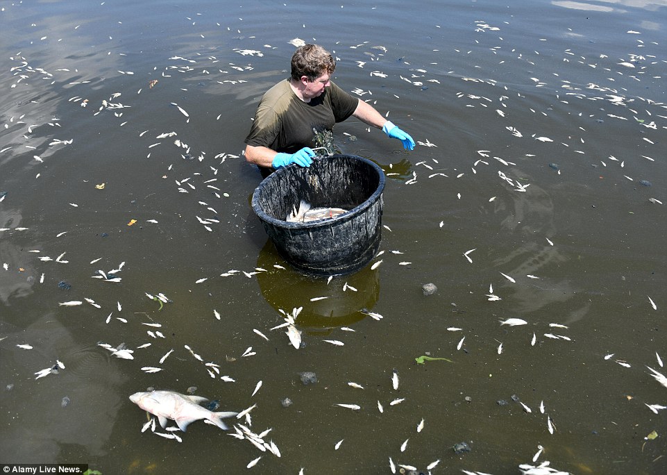 Фото: У водоймах Німеччини внаслідок спеки гине риба