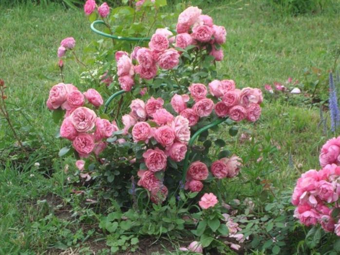 Розы сорта «Флорибунда», фото: сvetnik.me
