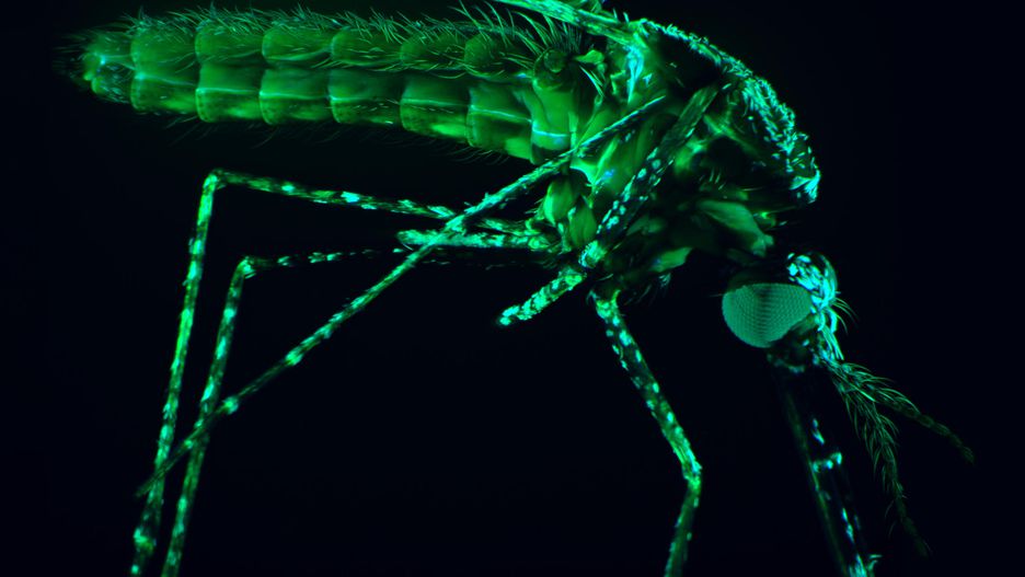 «Найсмертоносніший ворог людства», автор Qike Wang. Фотографія комара, який переносить малярію. Вчені спеціально вирощують комарів і заражають їх на малярію, вивчаючи можливості перемогти страшну хворобу.
