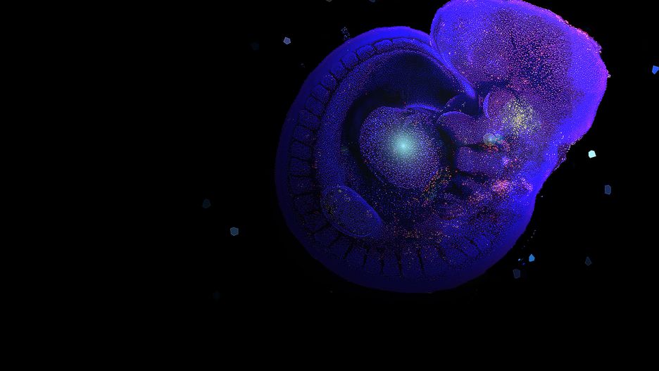 «Зоряна зоряна ніч», автор Francine Ke. На фотографії зображено клітини ембріона. Яскраво забарвлені клітини помирають (процес називається апоптозом), а темно-сині клітини ще живі.