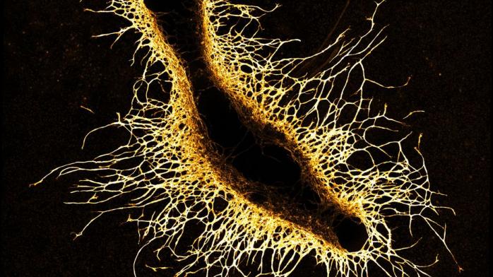 «Существо из глубин», автор Zoe Grant. Ученые наблюдают за ростом кровеносных сосудов из маленькой кости в лабораторной посуде.
