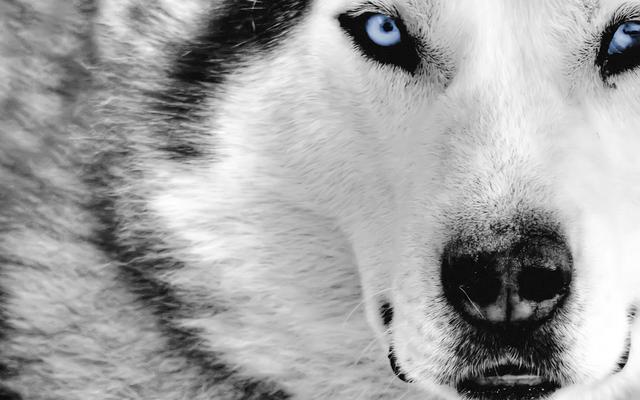 Сірий вовк, фото: icesun.com.ua