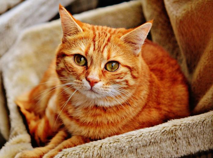 Кіт. Фото: pixabay.com