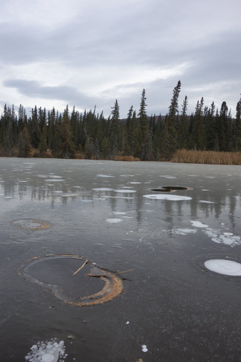 Бульбашки метану в озері, що тане, на Алясці, фото: Nacked Science