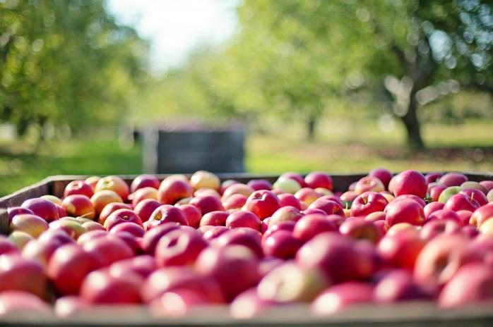 Яблука. Фото: pixabay.com