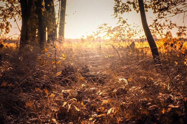 Теплая осень в Украине, фото — pixabay.com