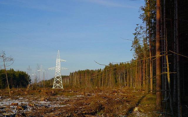 Вырубка леса. Фото: flickr.com