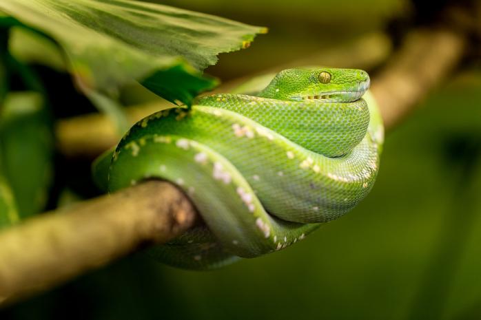 Змія. Фото: pixabay.com