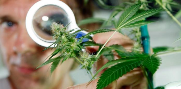 Выращивать марихуану дома разрешено не во всех провинциях, фото: focus.ua