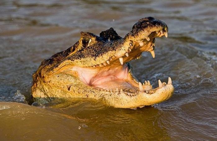Мужчина покусал крокодила, чтобы спасти сына. Фото: Правда.Ру