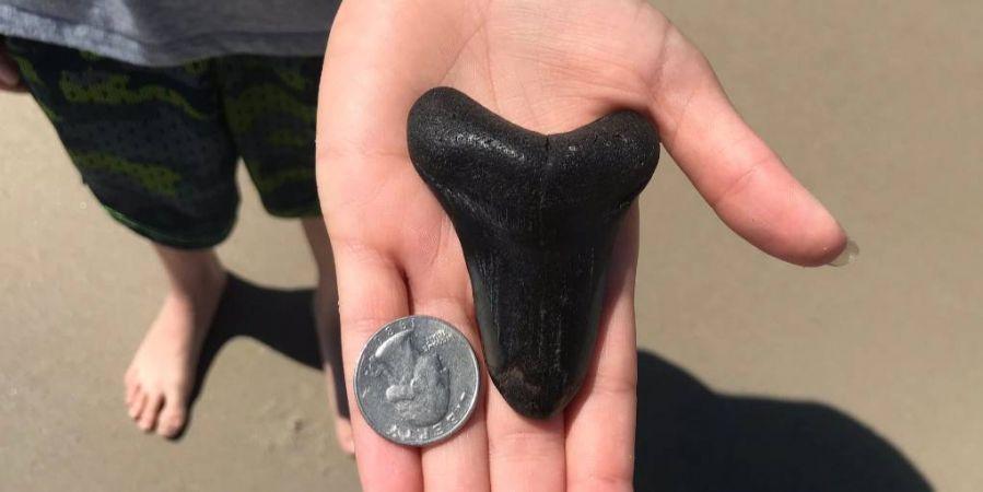 У США знайшли зуб акули-мегадона. Фото: nv.ua
