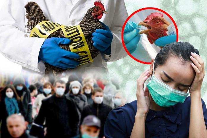 Спалах пташиного грипу зафіксовано під Миколаєвом