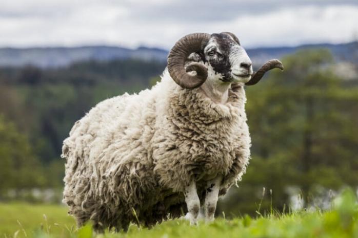 Стадо овец трудоустроили в Ирландии - что они делают