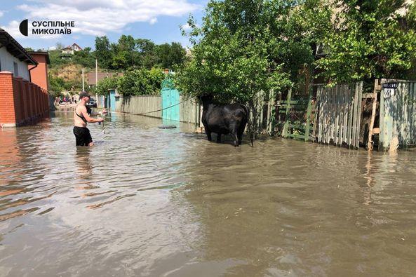 У Херсоні рівень води стрімко підіймається - люди рятують людей і тварин 