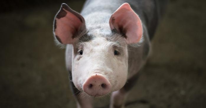 В Киеве зафиксировали африканскую чумку свиней, фото: