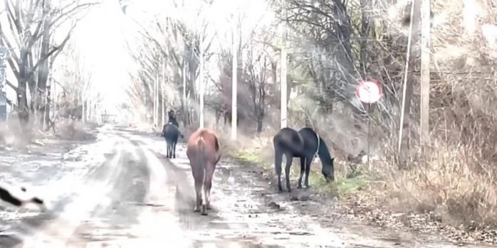 Двух коней спасли из Авдеевки, скриншот видео