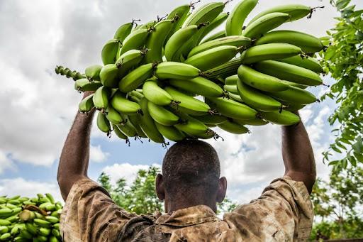 Лояльність в обмін на банани - Еквадор передумав надати Україні американські вертольоти та ППО