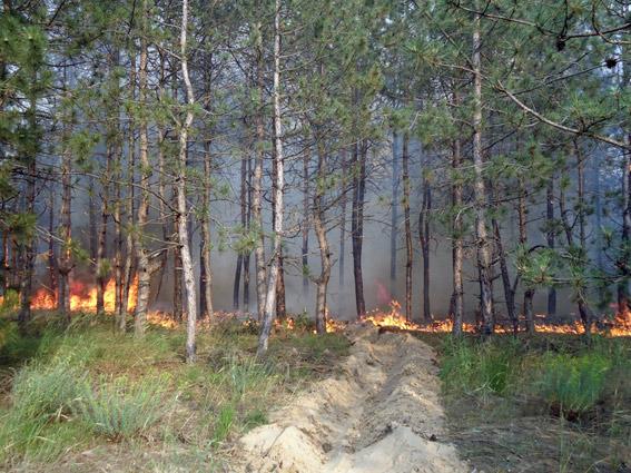 Милиция расследует крупный лесной пожар на Херсонщине (ФОТО)