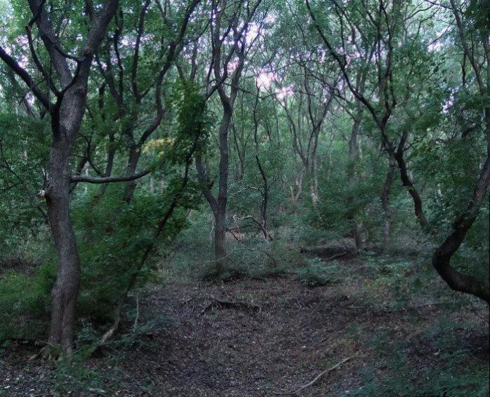 В Макеевке в лесу нашли тело мужчины с огнестрельным ранением