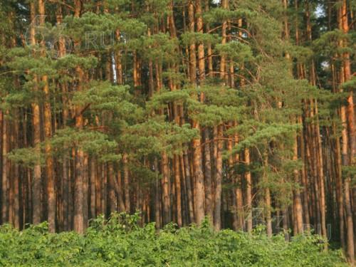 У родини Калєтніка прокуратура намагається забрати 14 гектарів лісу під Києвом