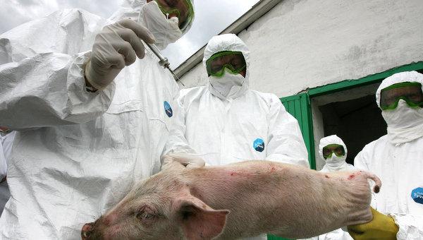Украина запретила ввоз свинины из России в связи с африканской чумой