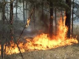 В Луганской области при обстреле блокпоста Нацгвардии загорелся лес