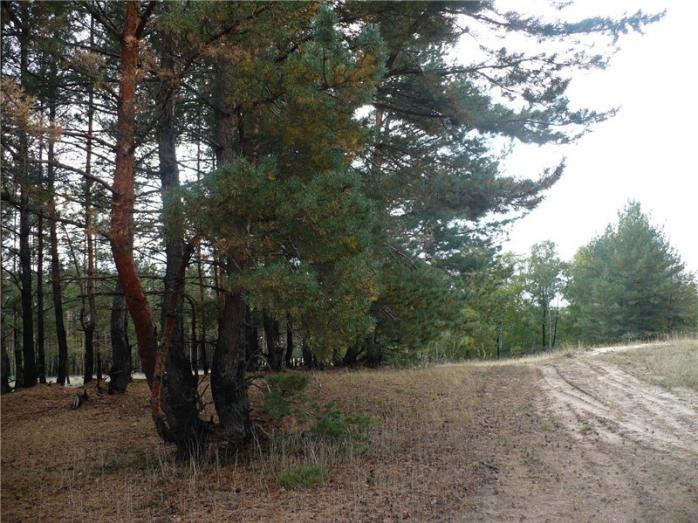 У Луганській ОДА просять жителів не заходити в ліси через можливе мінування