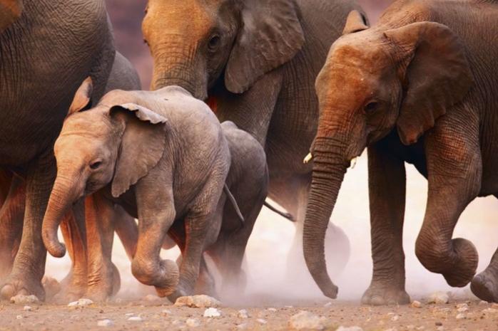 В Африке слоны затоптали семь человек