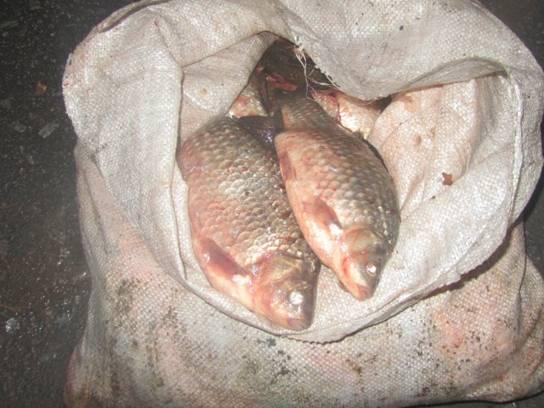 Киянин намагався вивезти з Чорнобильської зони 700 кг неперевіреної риби
