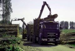 Депутаты приняли мораторий на экспорт необработанной древесины