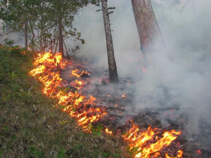 В Киевской области ликвидирован масштабный пожар