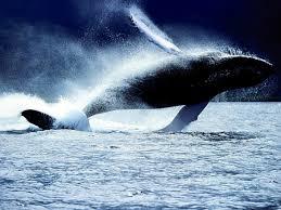 Японія збирається відновити китобій в Антарктиці